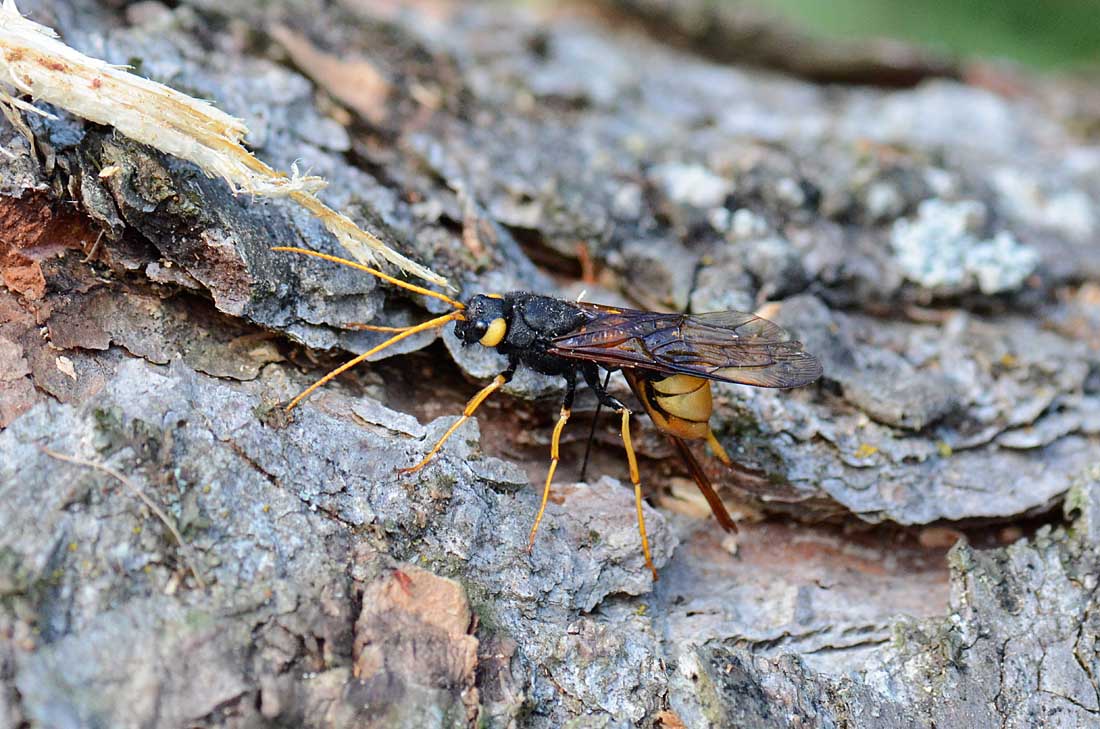 Urocerus gigas in deposizione